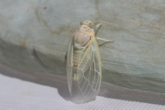 Cicadatra platyptera