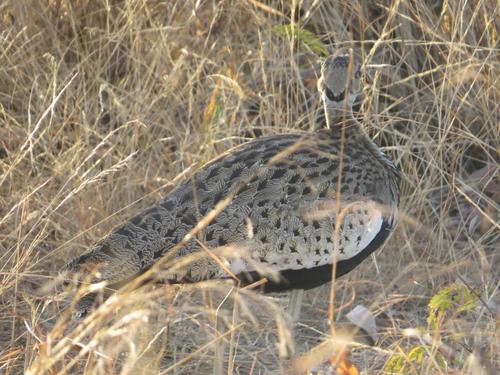 Black-bellied Bustard