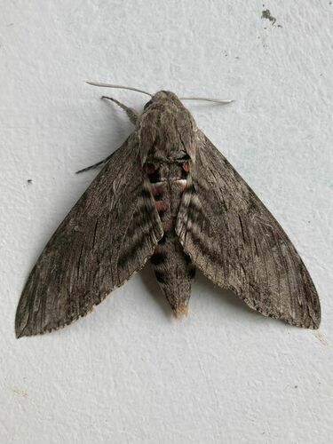 Agrius convolvuli