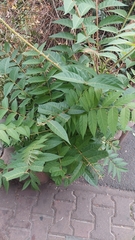 Ailanthus altissima