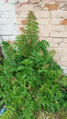 Ailanthus altissima