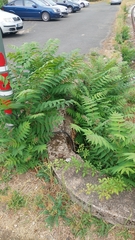 Ailanthus altissima