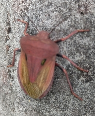 Chalcopis glandulosa
