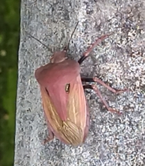 Chalcopis glandulosa