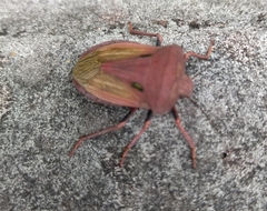 Chalcopis glandulosa