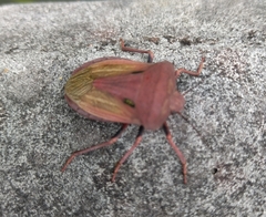 Chalcopis glandulosa