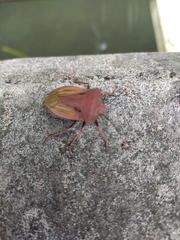 Chalcopis glandulosa