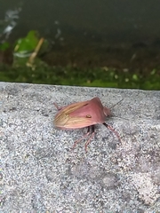 Chalcopis glandulosa