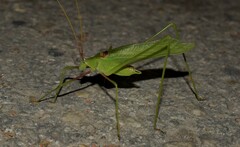 Acrometopa syriaca