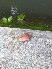 Chalcopis glandulosa