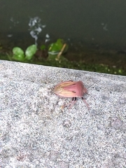 Chalcopis glandulosa