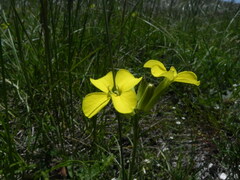 Erysimum pseudorhaeticum