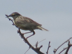 Sturnella magna lilianae