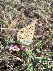 Polyommatus icarus