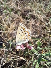 Polyommatus icarus