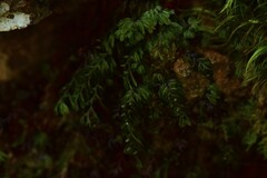 Hymenophyllum wilsonii