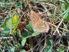 Polyommatus icarus