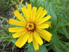 Hieracium umbellatum