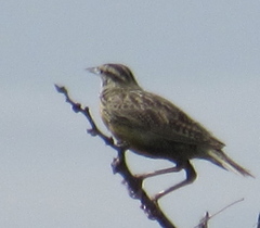 Sturnella magna lilianae