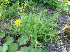 Hieracium umbellatum