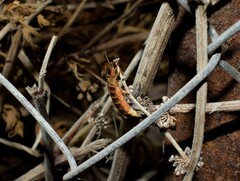 Nyctophila colorata