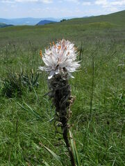 Asphodelus macrocarpus