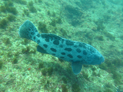 Epinephelus tukula