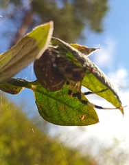 Araneus quadratus