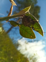 Araneus quadratus