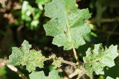 Solanum prinophyllum