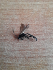 Hymenoptera
