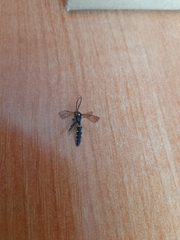 Hymenoptera