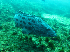 Epinephelus tukula