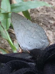 Curetis santana