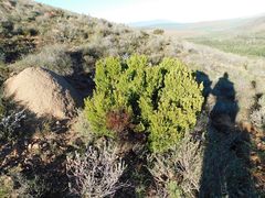 Leucadendron teretifolium