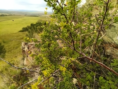 Spiraea aquilegifolia