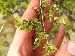 Spiraea aquilegifolia