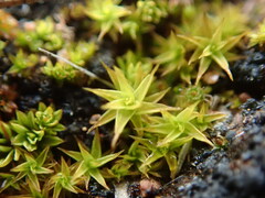 Didymodon torquatus