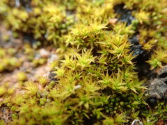Didymodon torquatus