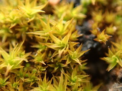 Didymodon torquatus