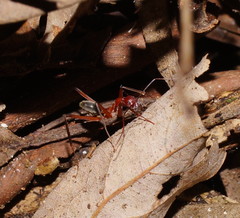 Leptomyrmex tibialis