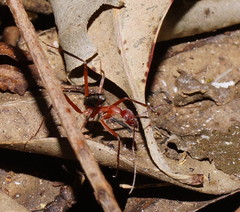 Leptomyrmex tibialis