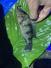 Hemichromis elongatus