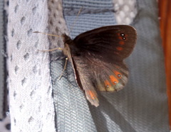 Erebia pronoe