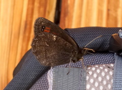 Erebia pronoe