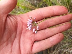 Allium anisopodium