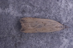 Dichomeris limosellus