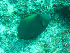 Sufflamen chrysopterum