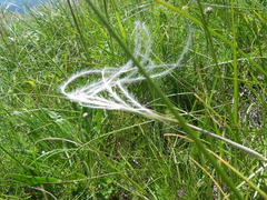 Stipa dasyvaginata