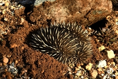 Tachyglossus aculeatus acanthion